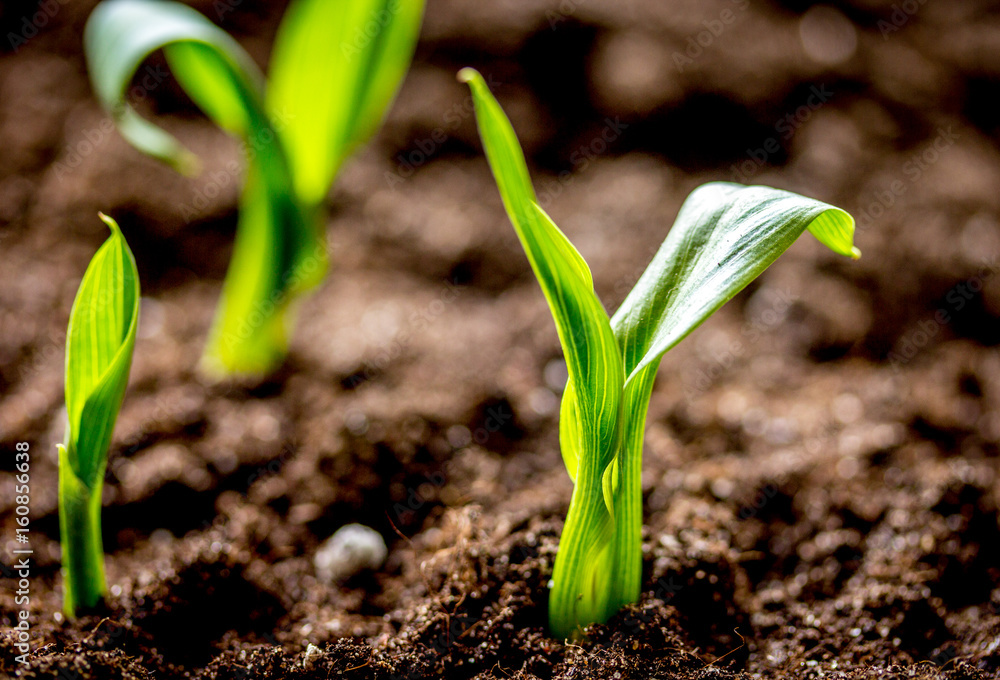 Concept appearance of life - sprout from soil close up Concept appearance of life - sprout from soil close up