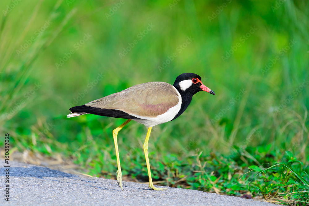 Naklejka premium Red-wattled Lapwing Vanellus indicus.
