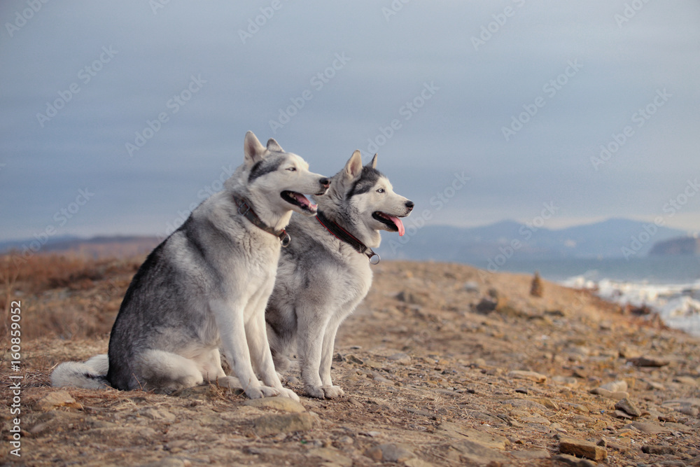 can a siberian husky and a labrador retriever be friends