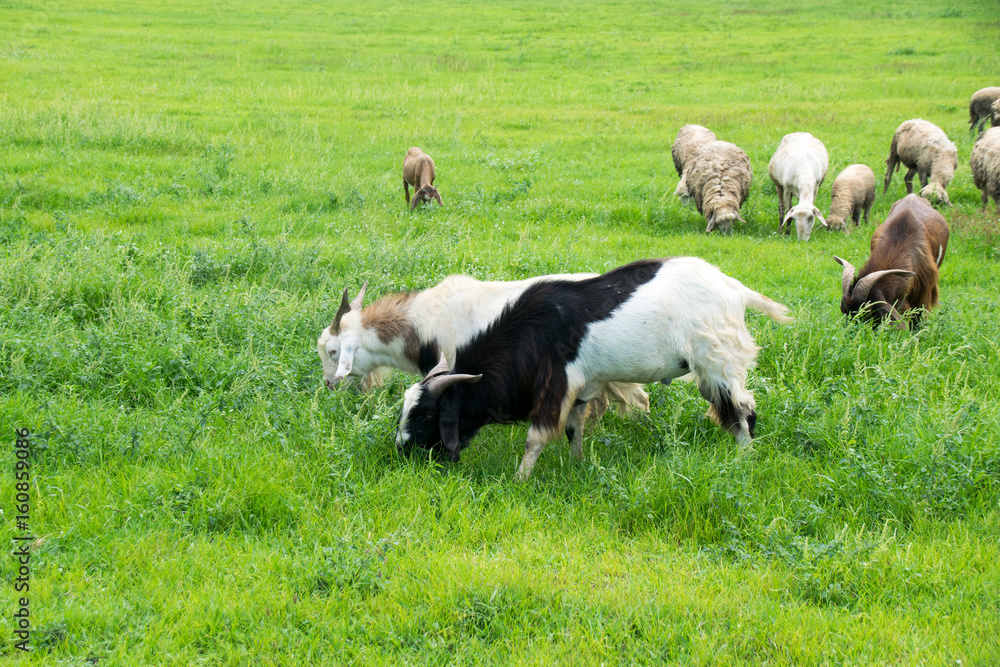 Goats is feeding grass on a farm Goats is feeding grass on a farm