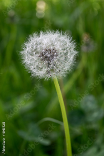 White fluffy dandelion flower against the green blurred grass