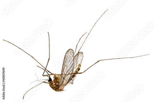 The dead mosquito,  isolated on white background © kostiuchenko
