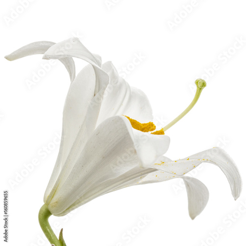 Flower of white lily, isolated on white background