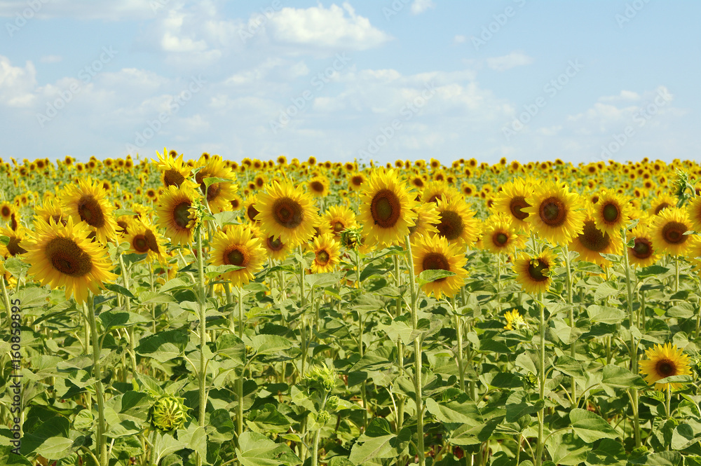 Fototapeta premium Sunflower field against the sky