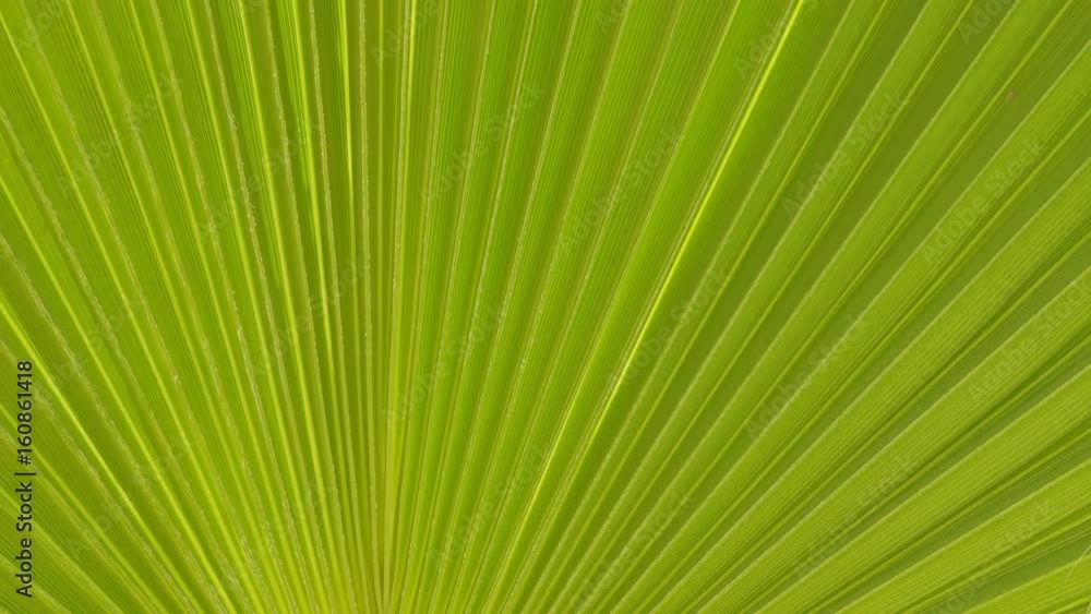 Closeup of palm leaf fluttering on wind, abstract background Closeup of palm leaf fluttering on wind, abstract background