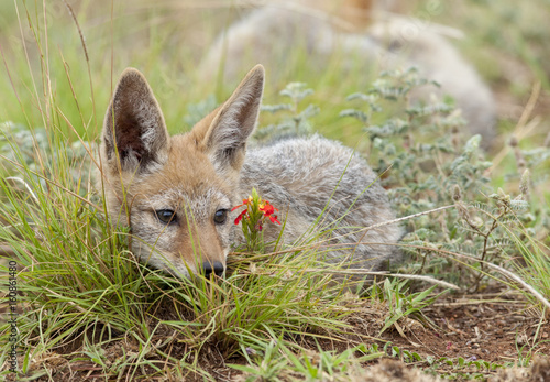 Baby Jackal in Pilanesberg Reserve