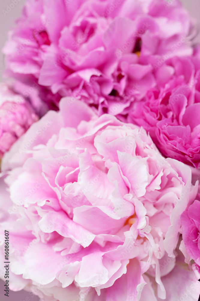 beautiful pink peony flower background beautiful pink peony flower background