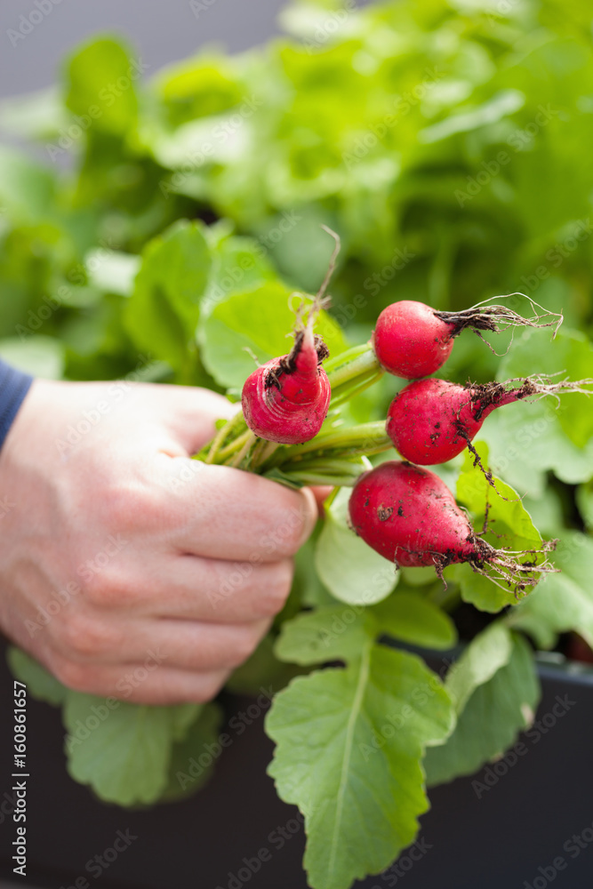 man gardener picking radish from vegetable container garden on balcony man gardener picking radish from vegetable container garden on balcony
