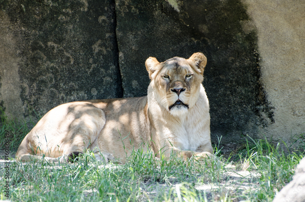 Naklejka premium Lion at Memphis Zoo