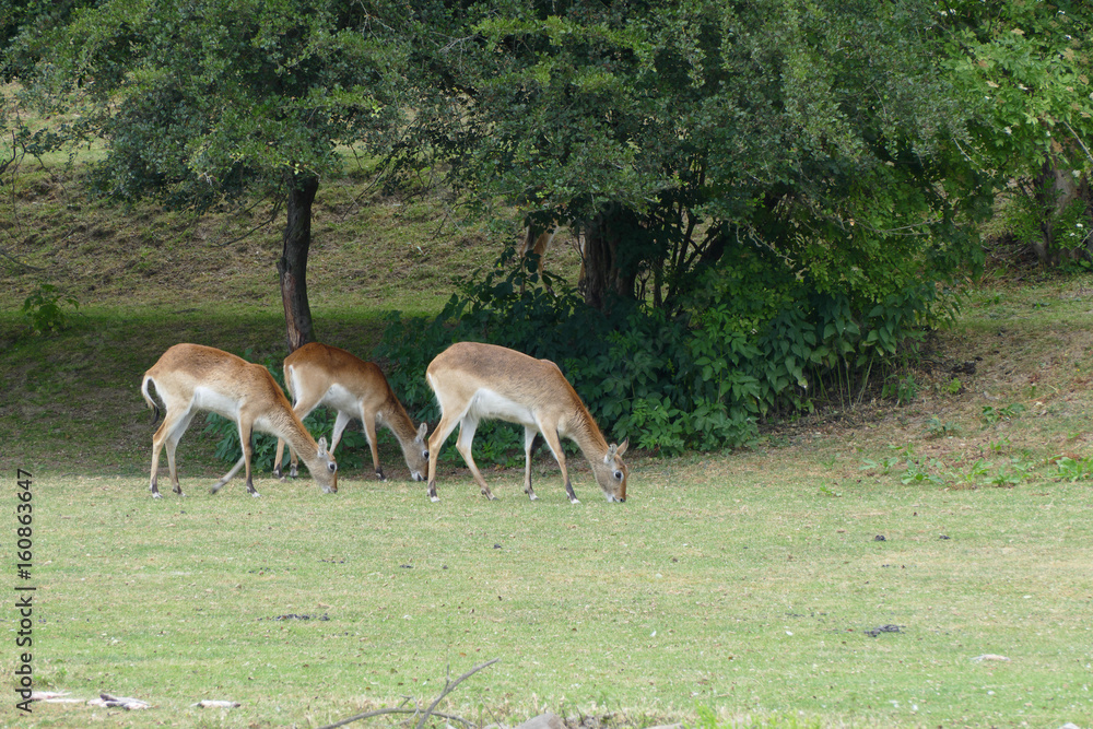 antelopes on grass antelopes on grass