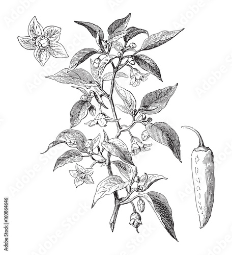 Red chili pepper (Capsicum longum) / vintage illustration 