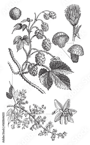 Common hop (Humulus Lupulus) / vintage illustration 
