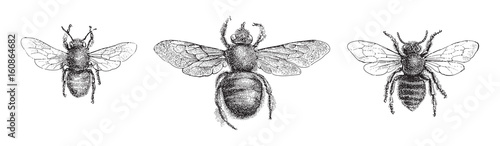 left Chalicodoma muraria, middle Violet carpenter bee (Xylocopa violacea), right Leafcutter bee (Megachile centuncularis) / vintage illustration photo