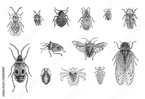 Set of bugs, cicada and louses / vintage illustration 