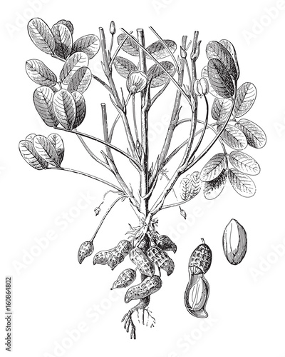 Peanut (Arachis hypogaea) / vintage illustration 