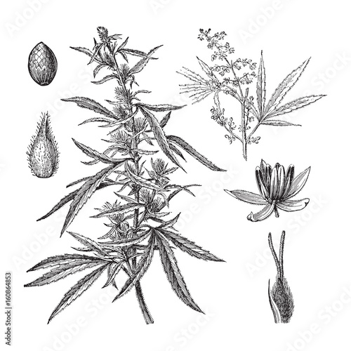 Cannabis sativa / vintage illustration