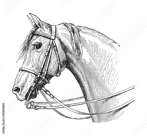 Horse head / vintage illustration