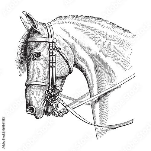 Horse head / vintage illustration