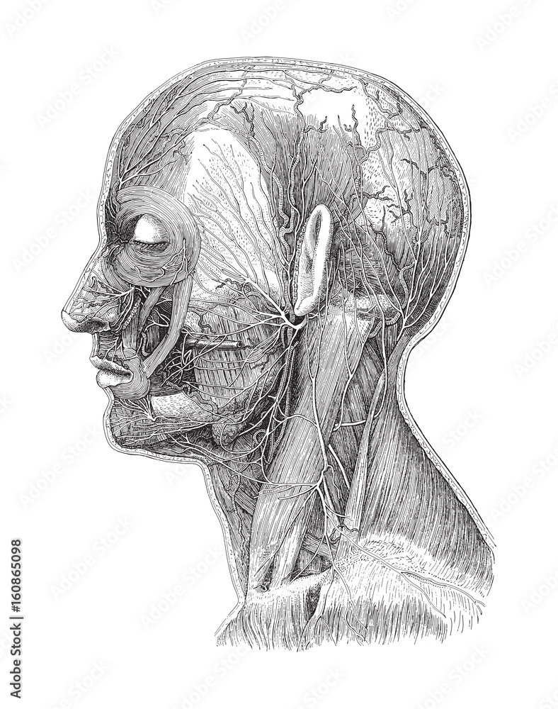 Human head anatomy - vein system / vintage illustration  - obrazy, fototapety, plakaty 