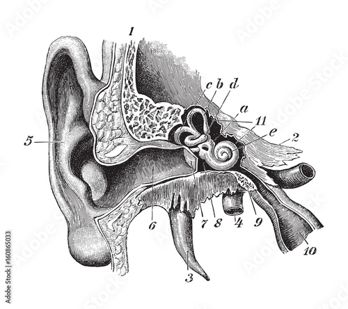 Human ear anatomy / vintage illustration 