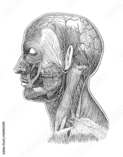 Human head anatomy - vein system / vintage illustration 