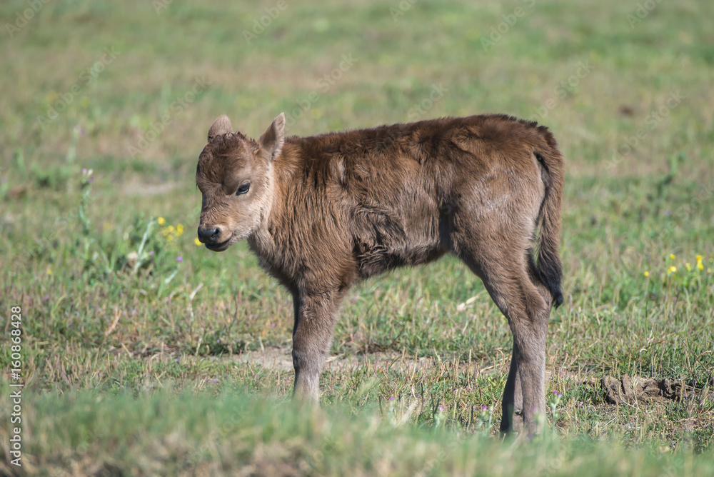 Fototapeta premium Calf in a field in Camargue, wild bulls 