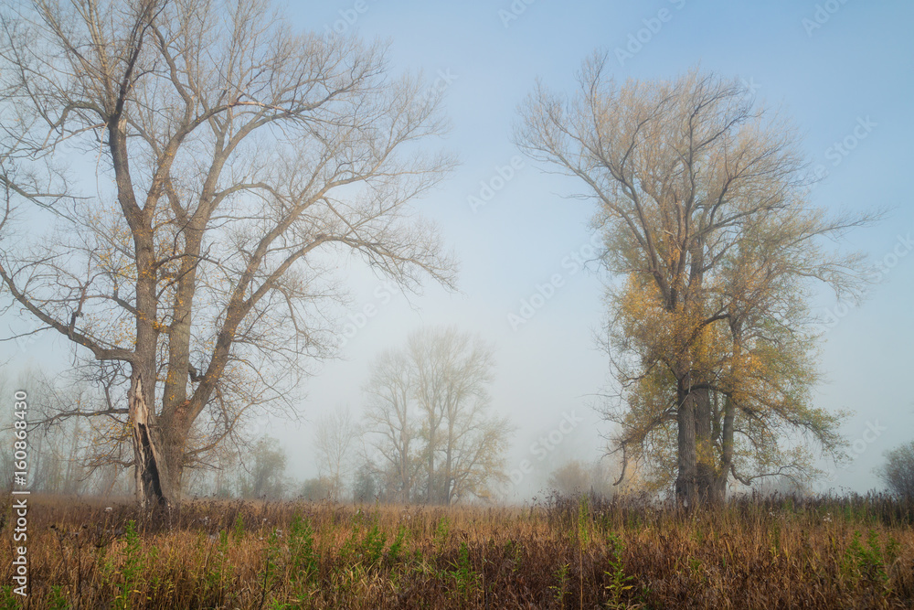 there is poplar grove in misty autumn morning there is poplar grove in misty autumn morning