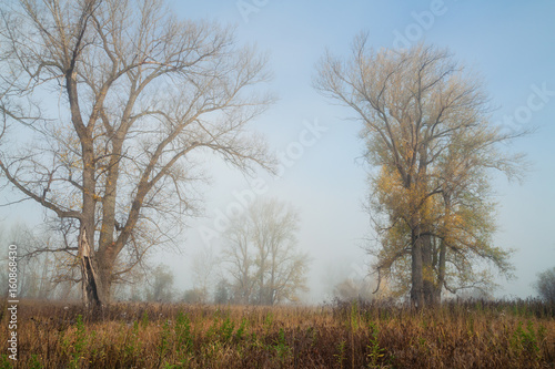 there is poplar grove in misty autumn morning