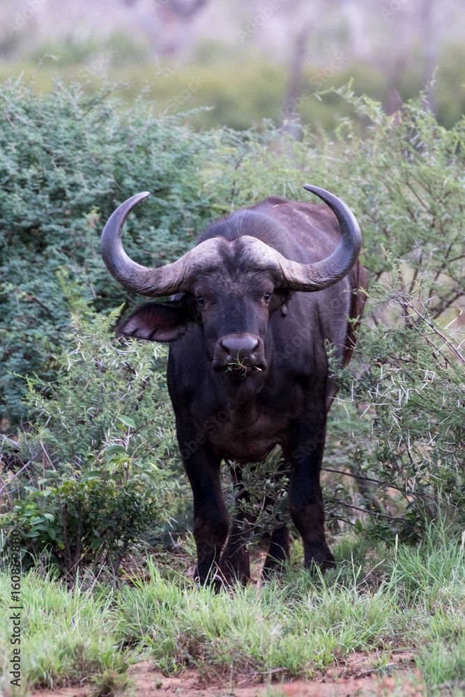 Fototapeta premium Buffalo cow