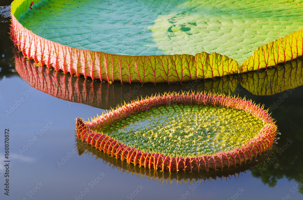 Giant Amazon water lily or Victoria Amazonica the kind of beautiful