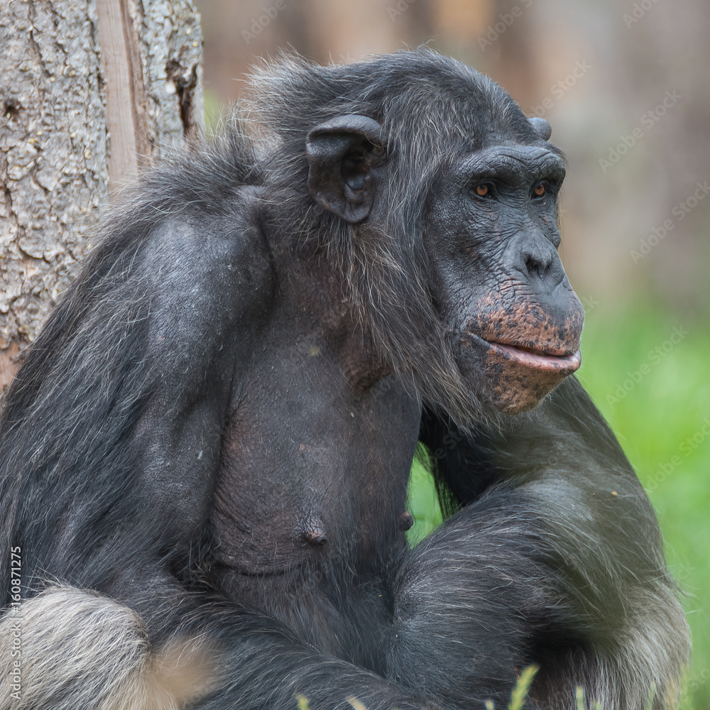 Chimpanzee portrait close up at open resort