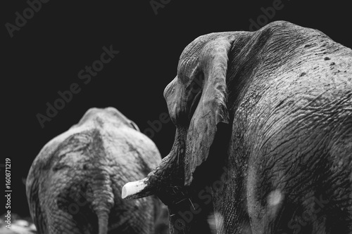Canvas Print Couple of elephants walking in the Savannah