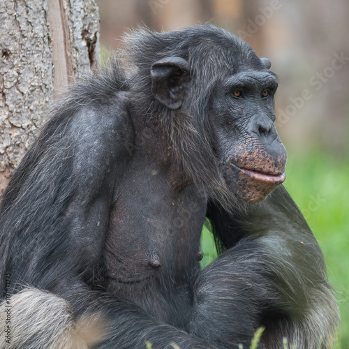 Chimpanzee portrait close up at open resort © neurobite