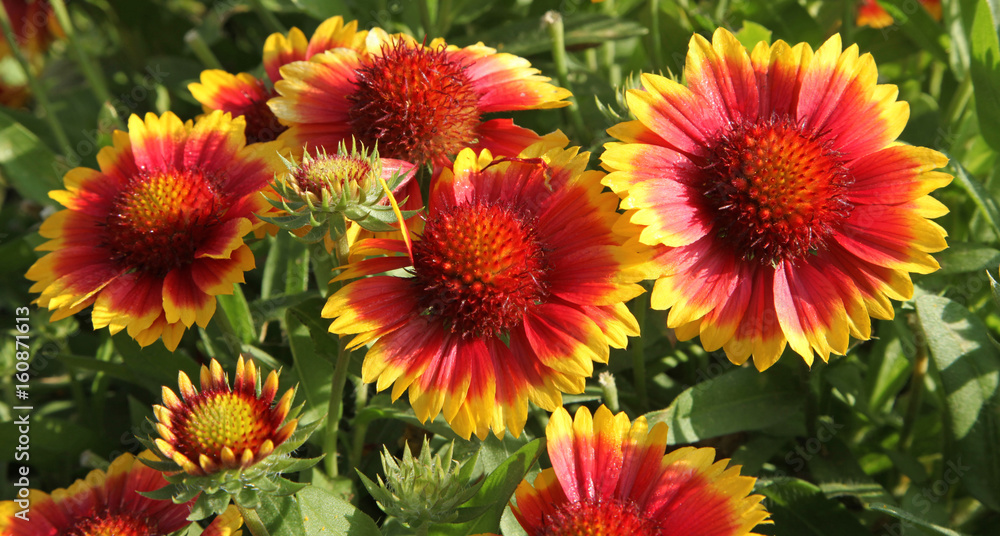 Gaillardia grandiflora Gaillardia grandiflora