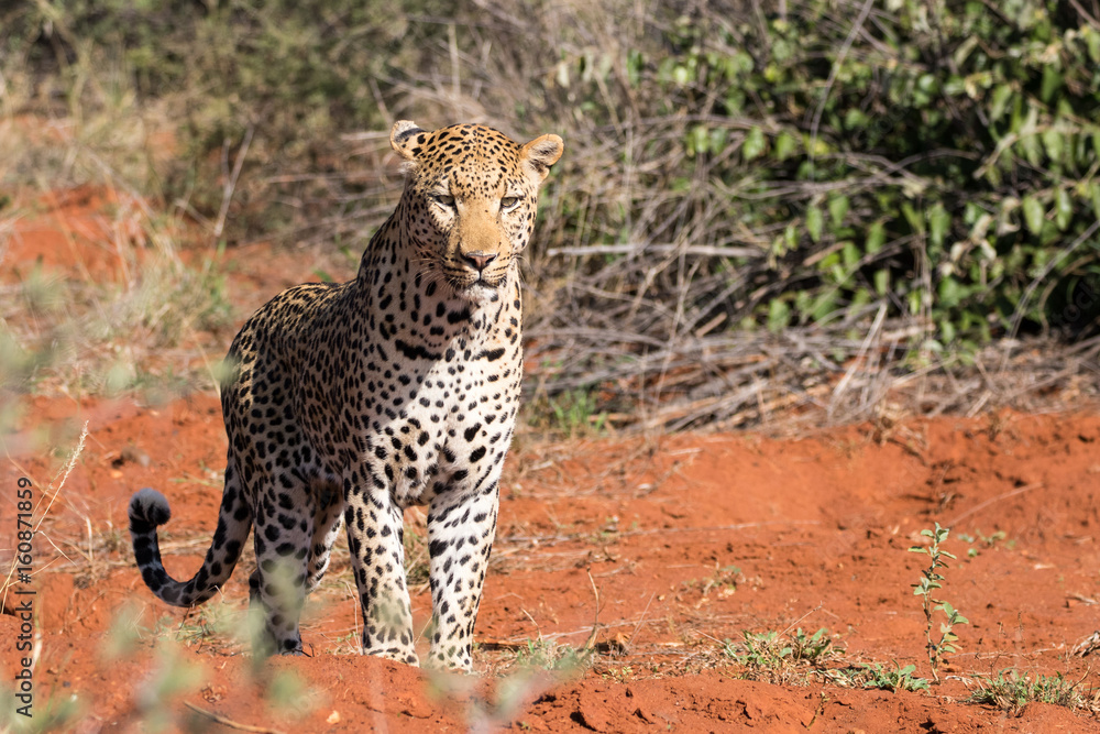 Obraz premium Leopard