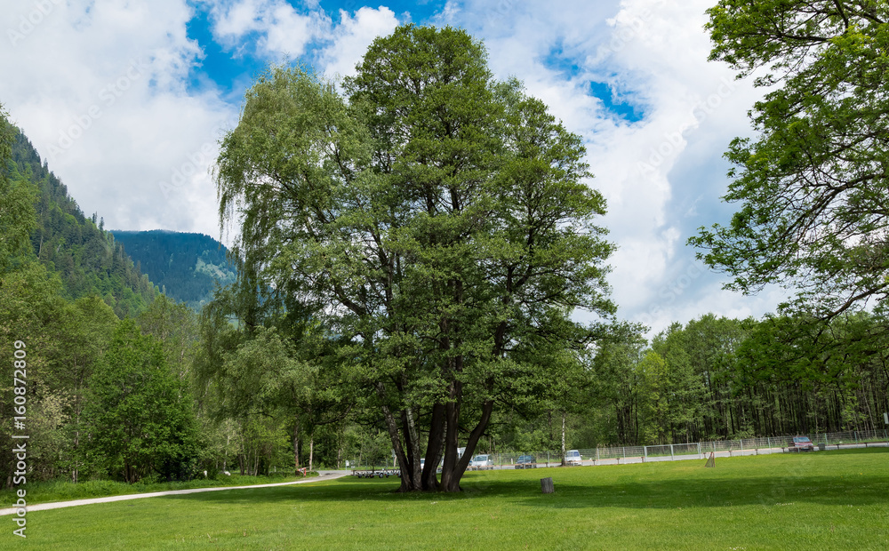 Fototapeta premium Parkbäume