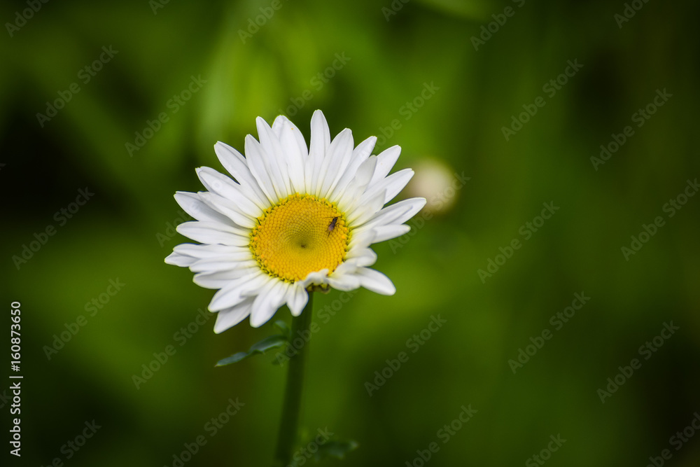 Don't Bug the Dasies Don't Bug the Dasies