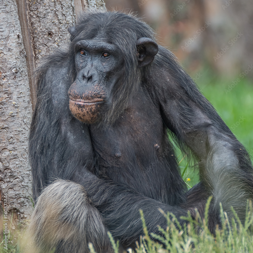 Chimpanzee portrait close up at open resort Chimpanzee portrait close up at open resort