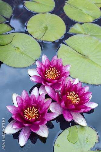 A group of pink pond lilies