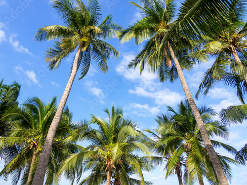 Wallpaper Mural Coconut palm trees with under blue sky. Torontodigital.ca