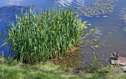 Fototapeta Naklejka Na Ścianę i Meble -  The big bush of Water Irises blossoms on the coast of the rural lake