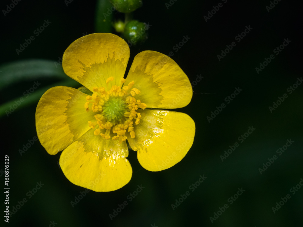 Flower of Tall Buttercup or Ranunculus acris macro with bokeh background, selective focus, shallow DOF