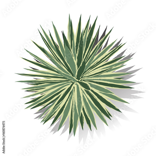 top view of plant for landscape decoration, isolated vector illustration