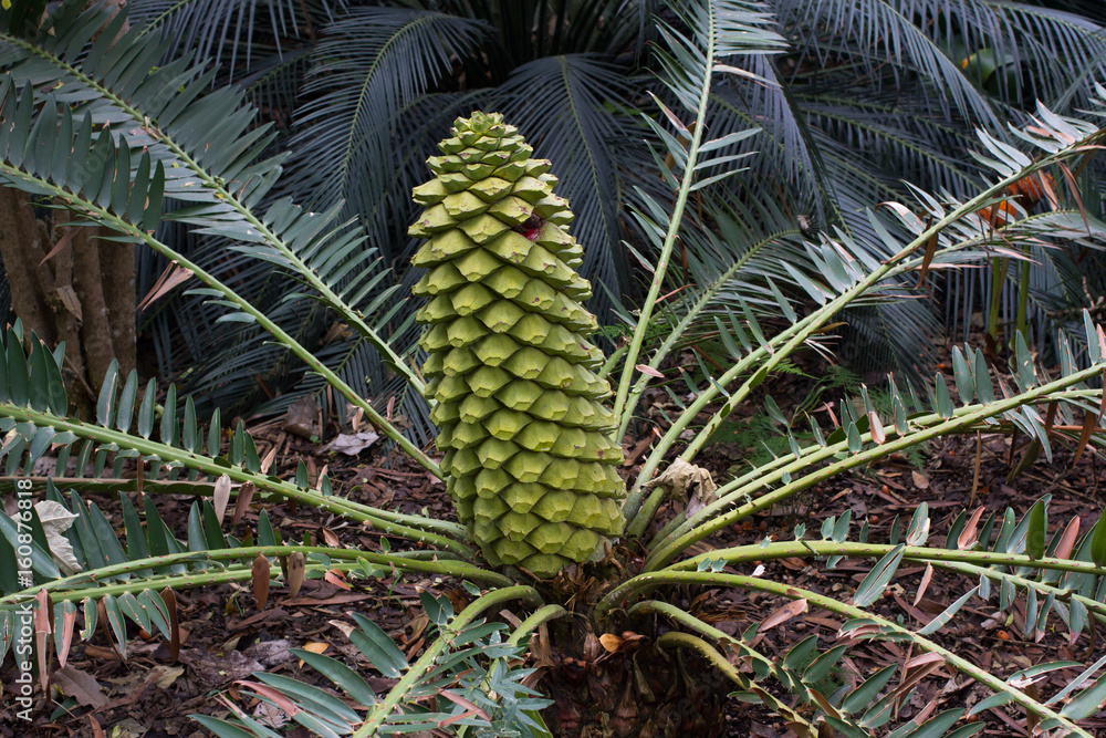 Obraz premium Encephalartos laurentianus shrub. Subtropical cycad evergreen palm like plant with red cones. Cycas.