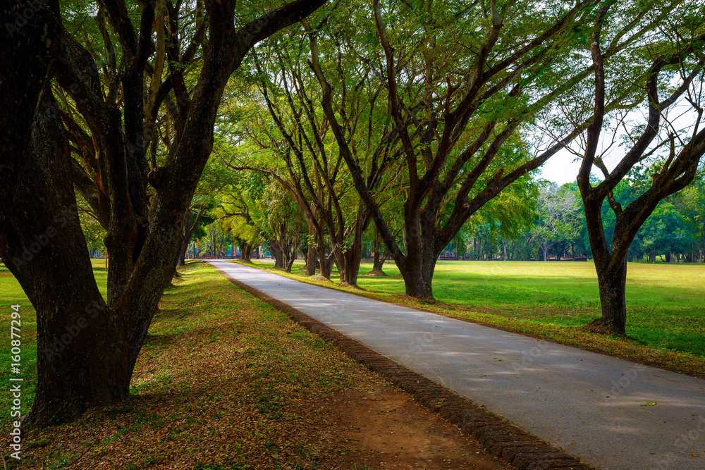 Tree Tunnel at Si Satchanalai Historical Park, a UNESCO World Heritage Site in Sukhothai, Thailand