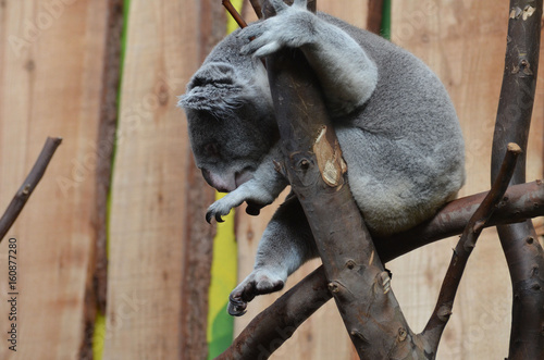 Photography Koala Bear with His Toes Curled Sitting in a Tree