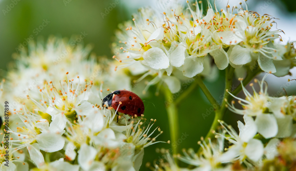 Fototapeta premium Spring landscape. Brush the blossoming Rowan beetle ladybug Coccinellidae