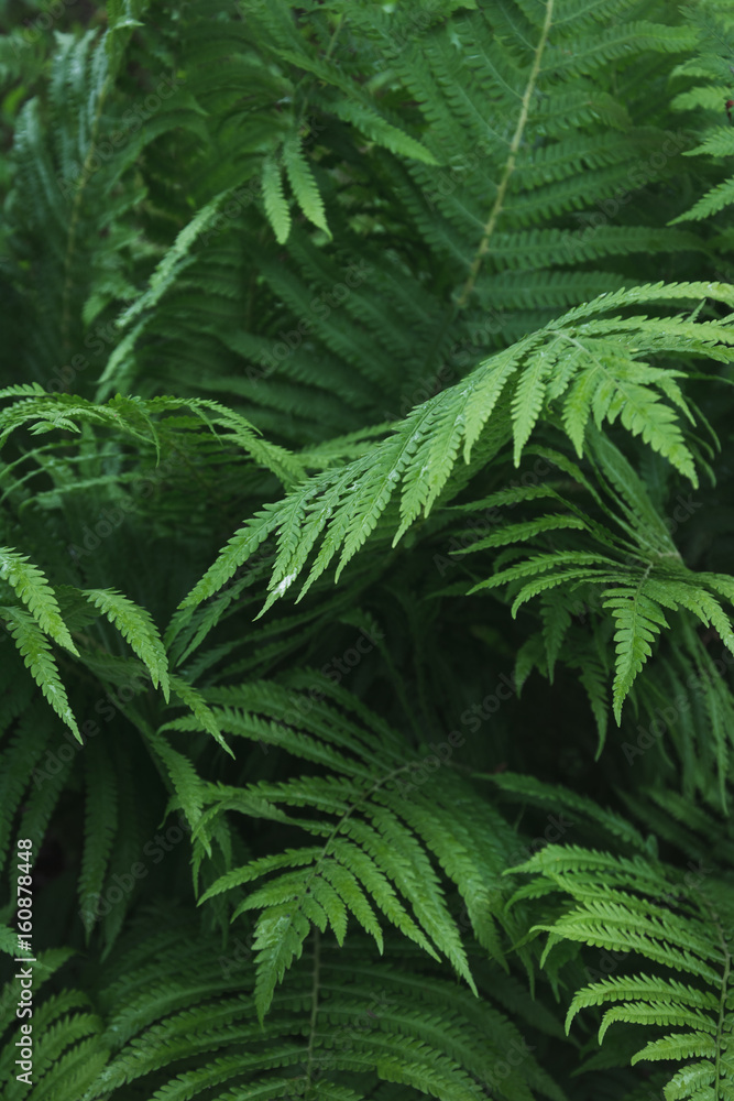 Green leafs of fern with raindrops in tropical. Top view. Flat lay. Nature background. Green leafs of fern with raindrops in tropical. Top view. Flat lay. Nature background.