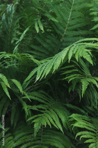 Green leafs of fern with raindrops in tropical. Top view. Flat lay. Nature background.