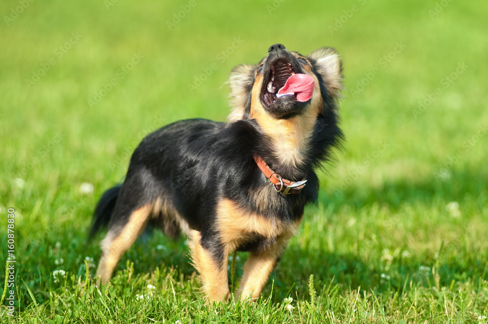 Fluffy chihuahua stand on the green grass